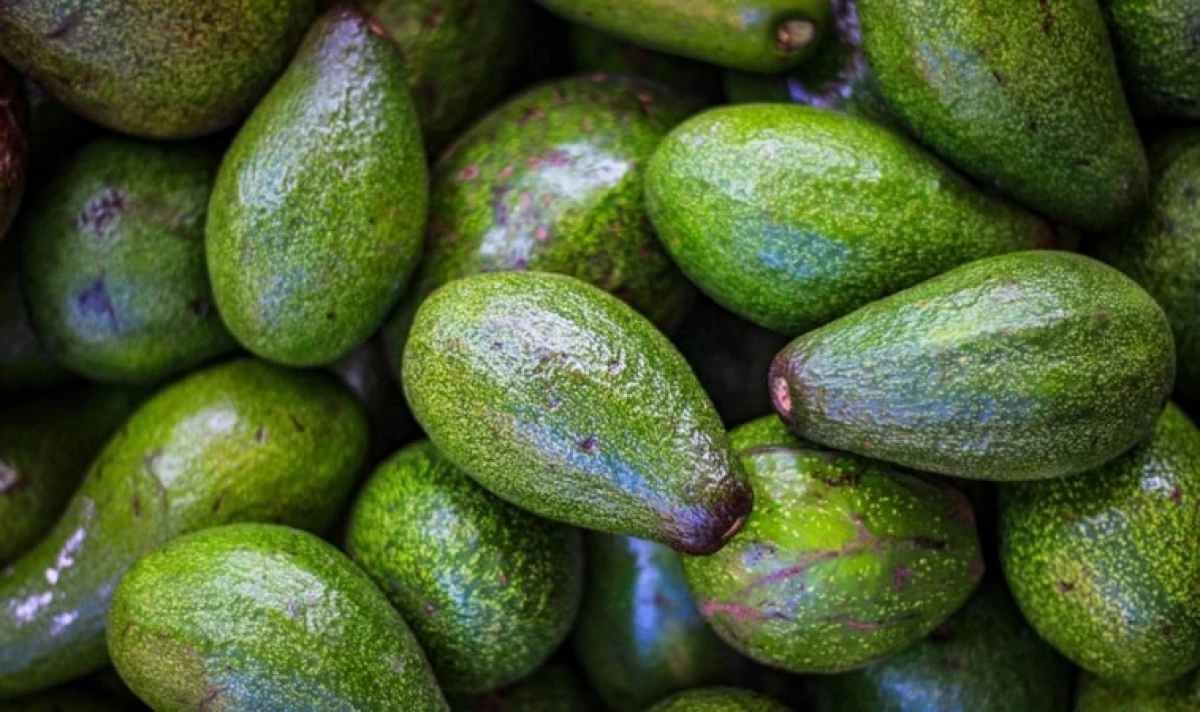 Bơ chín nhanh tại phòng thoáng mát