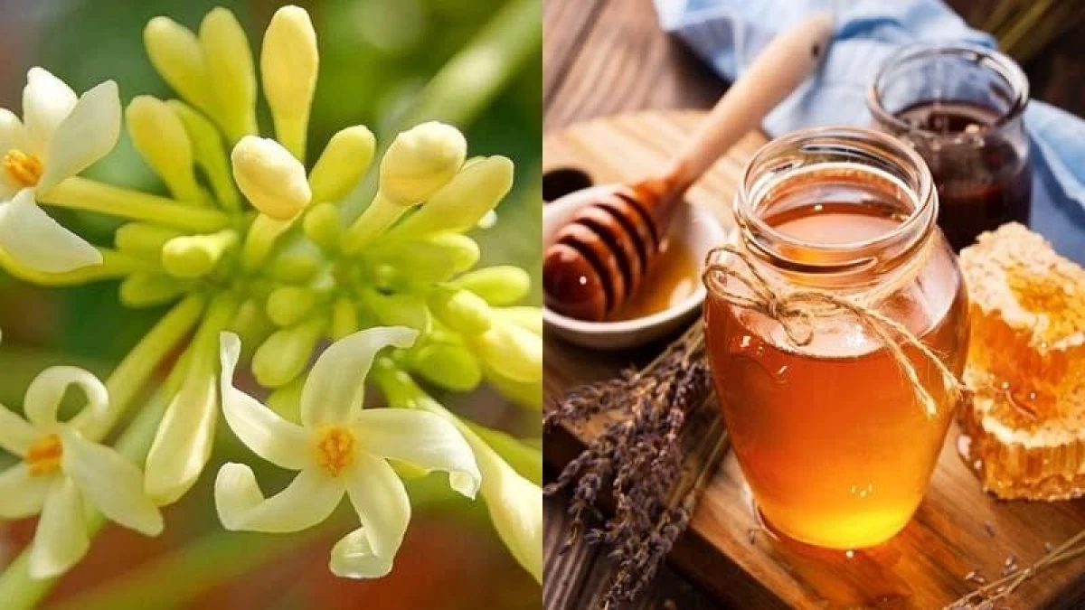 Hoa đu đủ đực ngâm mật ong trong ly, công dụng hỗ trợ sức khỏe
