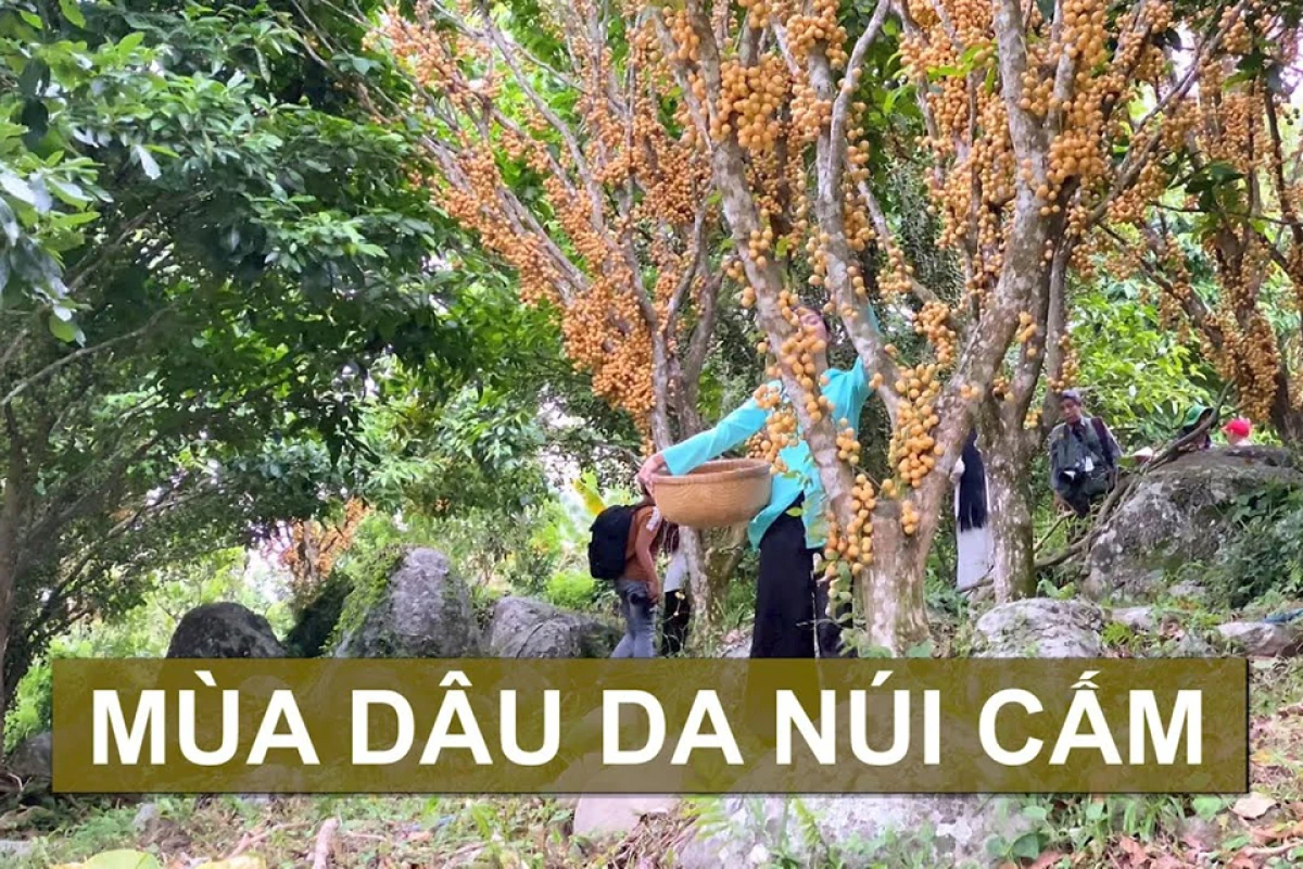 Khung cảnh núi Cấm vào mùa hè nhìn từ cabin cáp treo