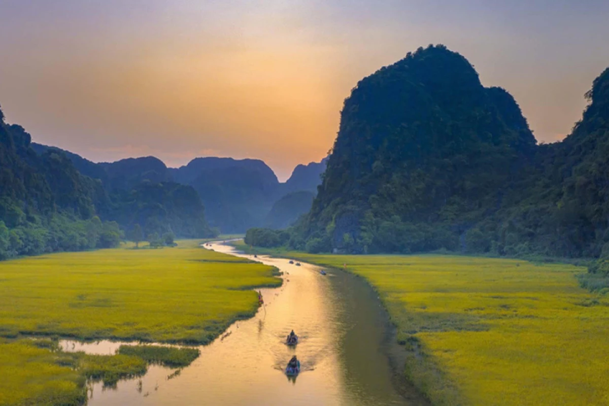 Cánh đồng lúa Tam Cốc chín vàng mùa hè năm 2025