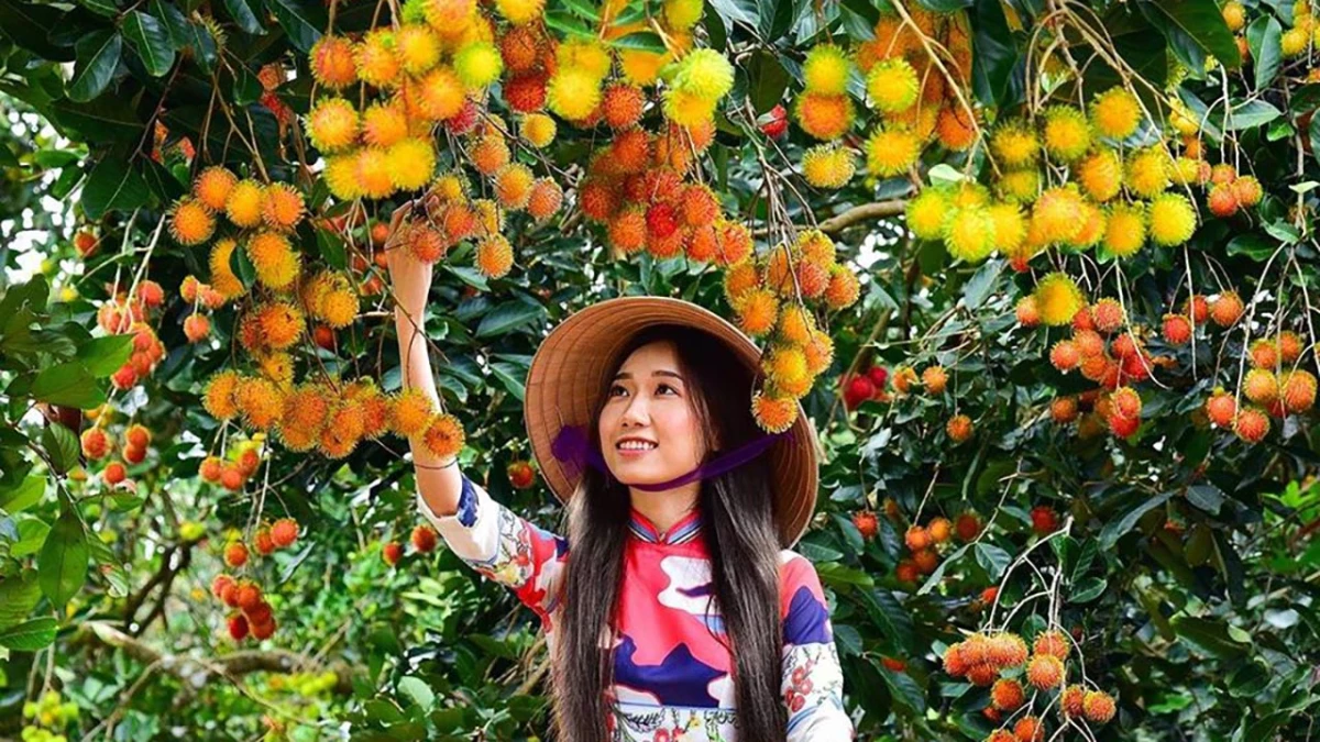 Vườn trái cây Bình Dương mùa hạ rực rỡ với du khách thưởng thức trái cây tại chỗ